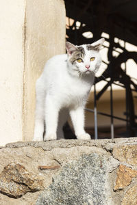 Portrait of cat sitting against wall