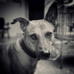 Close-up portrait of a dog at home