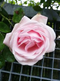 Close-up of pink rose blooming outdoors