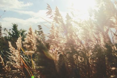 Close-up of plants against sky