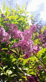 Pink flowers blooming in park