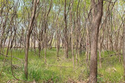 View of bamboo trees in forest