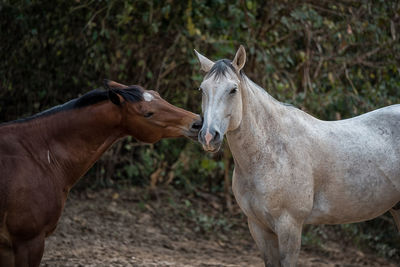 Close-up of horses standing on field