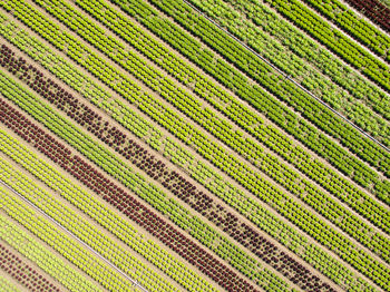 Full frame shot of corn field