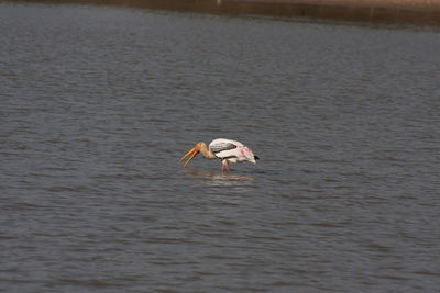 Bird in lake