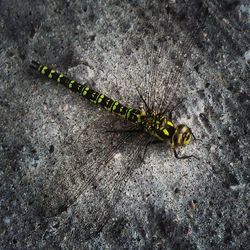 Close-up of insect on wall