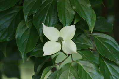 Close-up of flowering plant