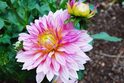 Close-up of pink flowers