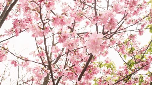 Low angle view of pink flowers blooming on tree