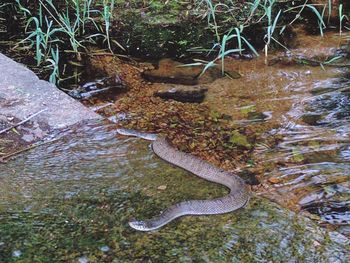 High angle view of snake on water