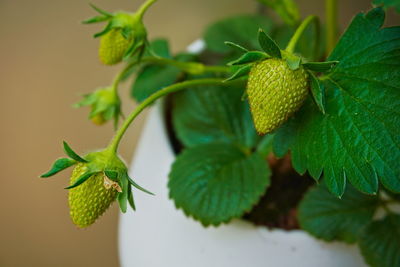 Close-up of strawberry plant