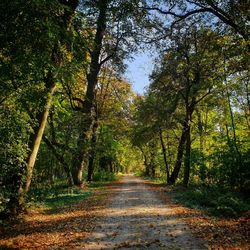 Road amidst trees in forest during autumn