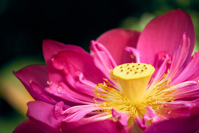 Close-up of pink water lily