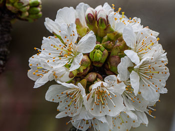 Close-up of white flowering plant