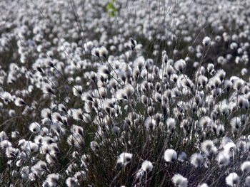 White flowering plants on field during winter