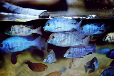 Close-up of fish in aquarium