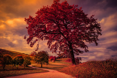Tree by road against sky during autumn
