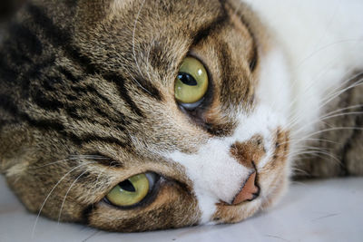 Close-up portrait of a cat