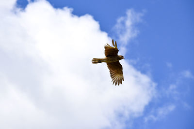 Low angle view of eagle flying in sky
