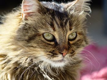 Close-up portrait of a cat