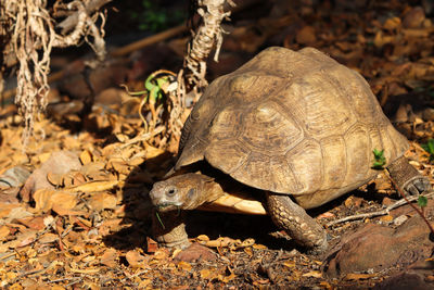 Leopard tortoise in natural environment stigmochelys pardalis