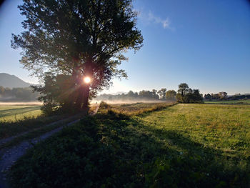 Trees on field against bright sun