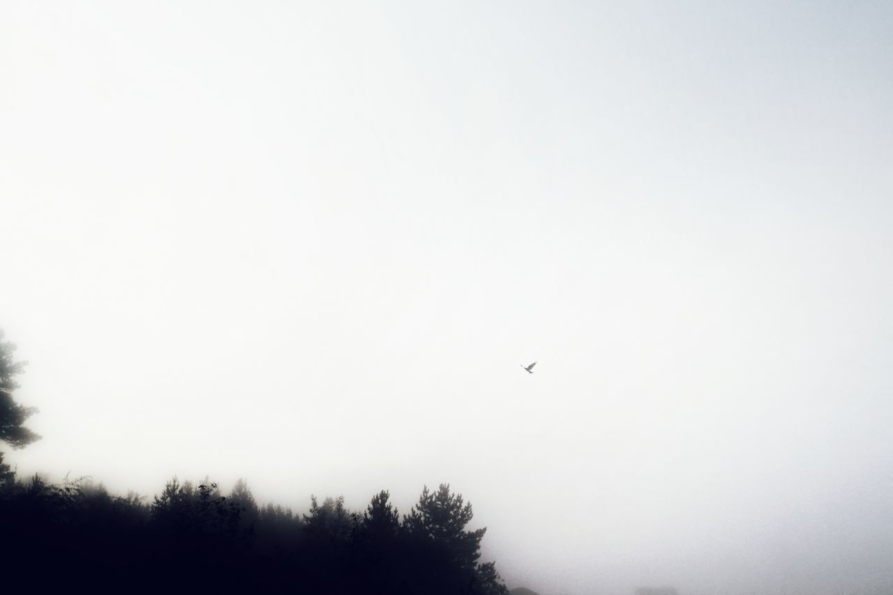 LOW ANGLE VIEW OF EAGLE FLYING IN SKY