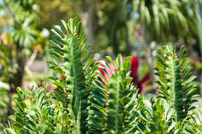 Close-up of succulent plant