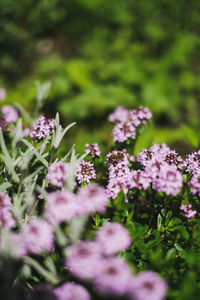 Close-up of pink flowering plants on field