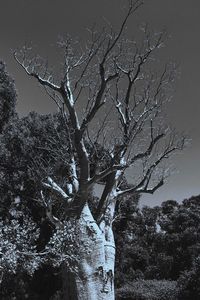 Low angle view of bare tree against clear sky