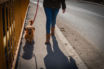 Low section of person with dog walking