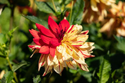Close-up of yellow/red dahlia flower