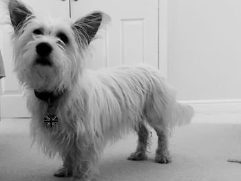 Portrait of dog standing at home