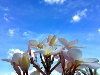 Close-up of white flowers against sky
