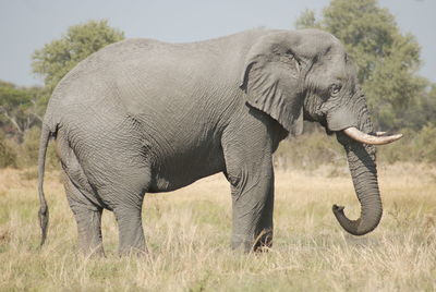 Elephant standing on landscape