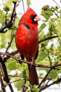 Close-up of bird perching on branch