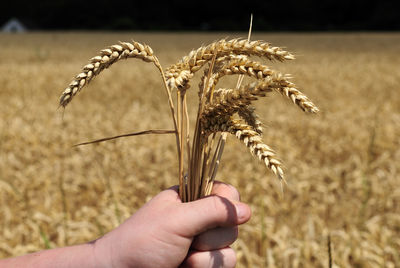 Close-up of hand holding wheat growing on field