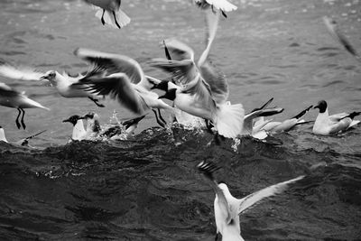 Seagulls flying over lake