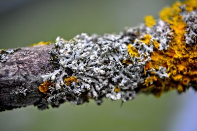 Close-up of plant against blurred background