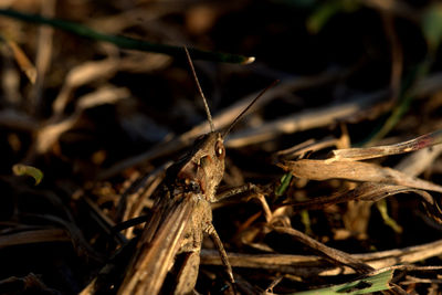 Close-up of insect on plant