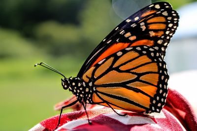 Close-up of butterfly on flower