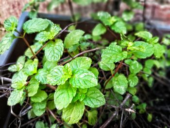 High angle view of plants