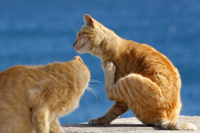 Ginger cat scratching on retaining wall