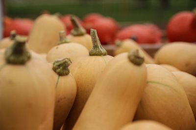 Close-up of pumpkins for sale in market