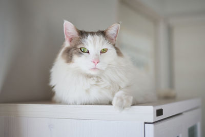 Portrait of white cat sitting at home