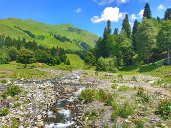 Scenic view of stream amidst trees against sky