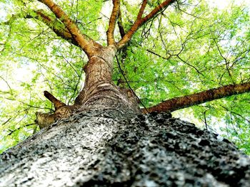 Low angle view of lizard on tree against sky