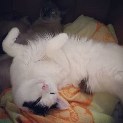 Cat sleeping on sofa