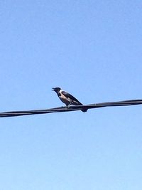 Low angle view of bird perching on cable against clear blue sky