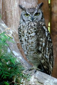 Portrait of owl perching on tree